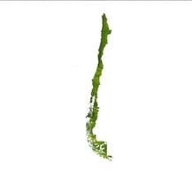 chile karte aus grünen blättern auf bodenhintergrund ökologiekonzept foto