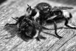 gelbe Mordfliege oder Räuberfliege als Schwarz-Weiß-Bild mit einer Hummel als Beute foto