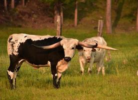 Zwei grasende Longhorn-Ochsen grasen auf einem Feld foto