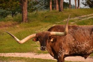 Blick in das Gesicht eines Longhorn-Ochsen foto