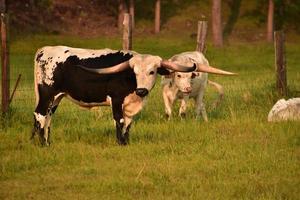 süßes Paar schwarz-weiß grasender Longhorn-Kühe foto