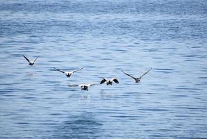 Enten fliegen an einem Sommertag in Formation foto