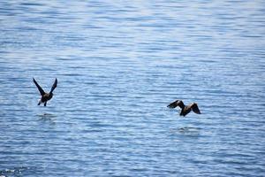 zwei Kormoran-Enten, die über den Ozean fliegen foto