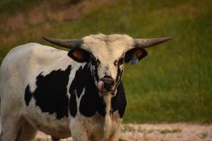 Longhorn-Stier leckt sich mit der Zunge die Nase foto