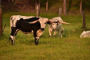 Paar Longhorn-Rinder, die auf einer Grasweide stehen foto