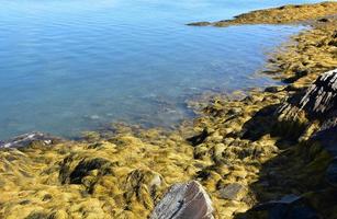 seichte Gewässer vor der Küste von Maine foto