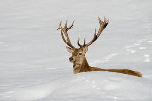 Hirsch auf dem Schneehintergrund foto