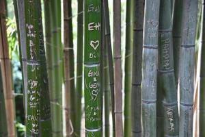 Liebesschriften auf grünem Bambus foto
