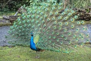 pfau vogel wunderbare feder offenes rad porträt foto