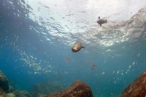 Fotograf Taucher nähert sich Seelöwenfamilie unter Wasser foto