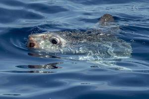 Mondfisch unter Wasser, während er Quallen isst foto