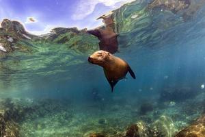 Seelöwenrobbe unter Wasser beim Galapagos-Tauchen foto