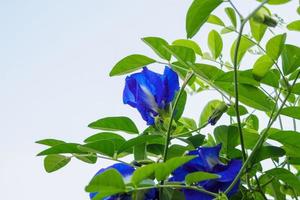 frische schmetterlingserbsenblume nahaufnahme foto