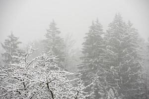 Wald, während es im Winter schneit foto