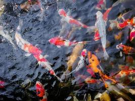 schöne koi-fische im teich foto