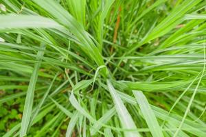 Zitronengraspflanze und Blätter im Biogarten foto