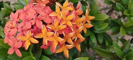 Ixora chinensis, allgemein bekannt als chinesische Ixora, ist eine Pflanzenart der Gattung Ixora foto