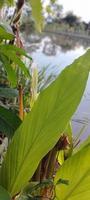 kurkuma oder kurkumablätter, ist eine der in der südostasiatischen region beheimateten gewürze und heilpflanzen foto