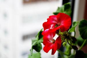 Am Fenster blühen rote Geranien. Rote Hausgeranie. Pelargonie hortorum. foto