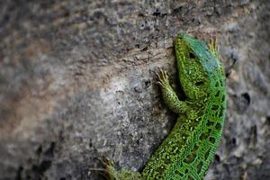 grüne Eidechse. Lacerta Viridis. Östliche Smaragdeidechse. europäische grüne eidechse. foto