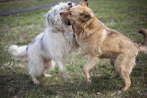 Hunde spielen. Haustiere auf der Straße. große Hunde kämpfen. gehende Haustiere im Sommer. foto