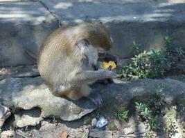 Ein langschwänziger Affe sieht wegen der Eisenkette um seinen Hals traurig aus foto