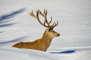 Hirsch auf dem Schneehintergrund foto