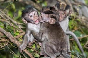 neugeborene Indonesien Makaken Affen Nahaufnahme Porträt foto