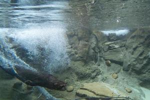 Otter unter Wasser in einem Fluss foto