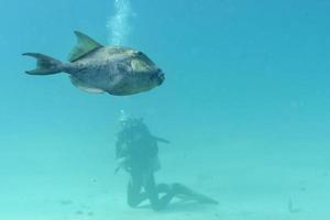 Drückerfisch und Taucher foto