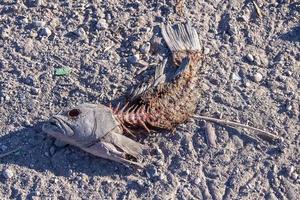 toter Fisch am Strand foto