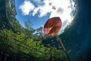 Unterwassergärten und Wasserpflanzen in Cenoten Höhlentauchen in Mexiko foto