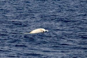 seltener weißer Cuvier-Gänse-Schnabelwal-Delfin Ziphius cavirostris foto