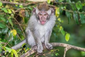 neugeborene Indonesien Makaken Affen Nahaufnahme Porträt foto