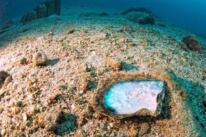 Perlmutt in einem Riff bunte Unterwasserlandschaft foto