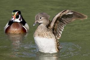 Ente beim Starten foto