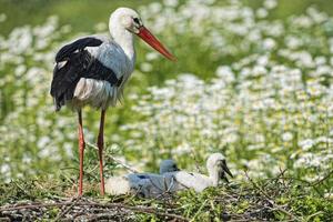 Storch mit Welpenbaby in seinem Nest auf dem Gänseblümchenhintergrund foto