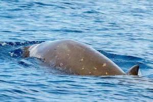 Der seltene Gänseschnabelwal Delfin Ziphius cavirostris foto