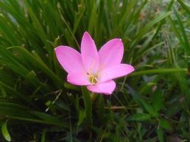 Blume, Garten, Natur foto