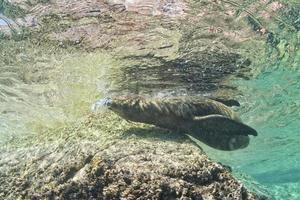 Welpe Seelöwe unter Wasser, der Sie ansieht foto