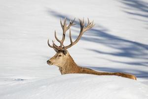 Hirschporträt auf dem Schneehintergrund foto