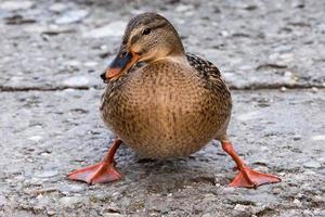 weibliche Wildente lustiges Porträt foto