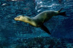 Seelöwenrobbe unter Wasser beim Galapagos-Tauchen foto