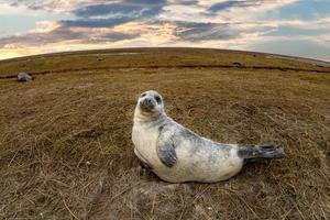 Kegelrobbenwelpe beim Entspannen am Strand in Großbritannien foto