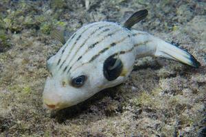 ein Kugelfisch auf den Philippinen foto