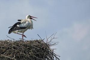 Storch in seinem Nest foto