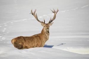 isolierte Hirsche auf dem weißen Schnee Hintergrund foto