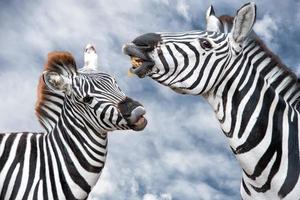 junger Zebrawelpe und Mutter beim Loughing foto