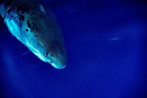 Weißer Hai bereit zum Angriff foto