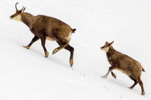 Vater und Sohn Gämse im Schnee Hintergrund foto